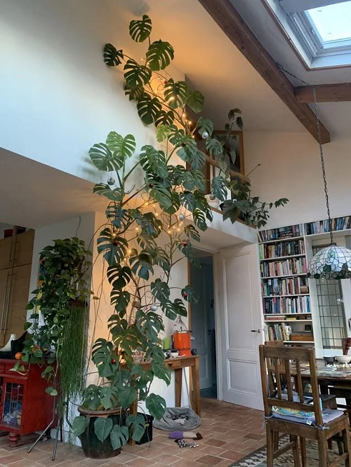 Festive Monstera Christmas Décor Ideas To Try 4