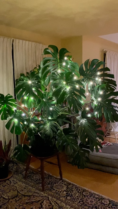 Festive Monstera Christmas Décor Ideas To Try 5