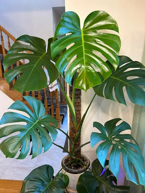 monstera moss pole