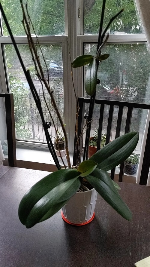 Why Is My Plant Growing Leaves But No New Stems