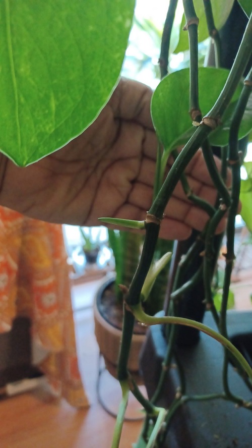 Growing Leaves But No New Stems