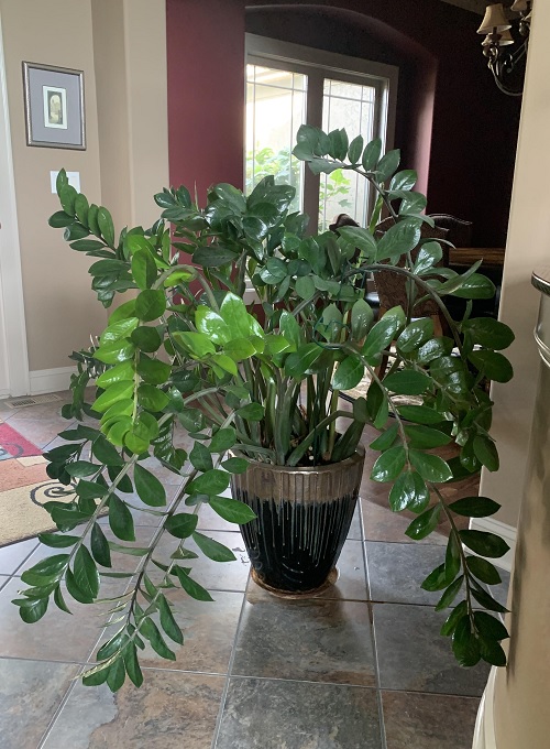 houseplants