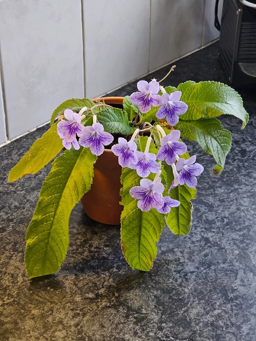 Should You Quarantine Every New Houseplant Before Bringing It Home?