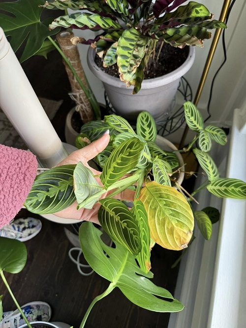 indoor plants yellow leaves