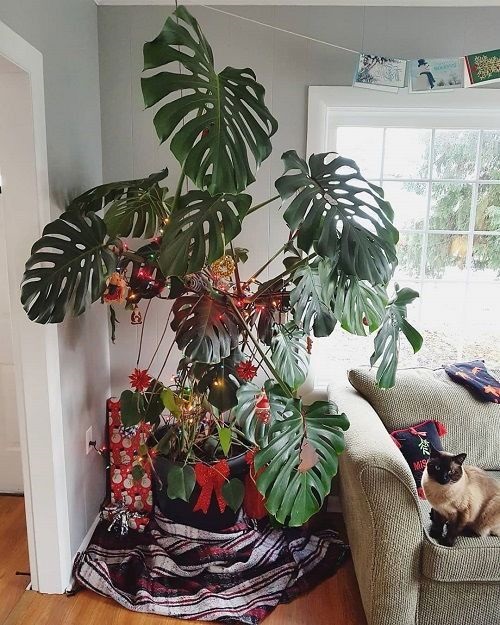 Monstera Christmas Décoration 3