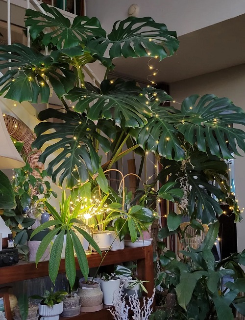 Monstera plant 2