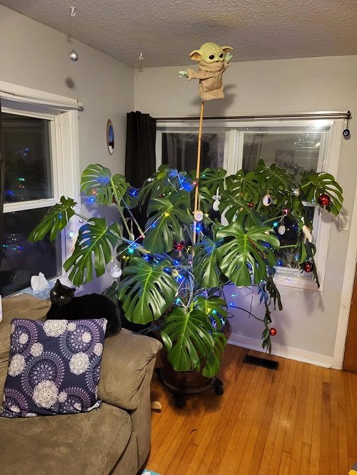 Monstera Christmas Décoration 4