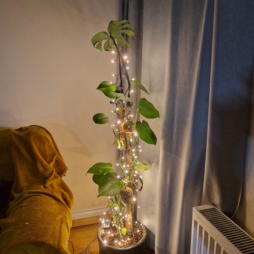 Monstera plant with lights
