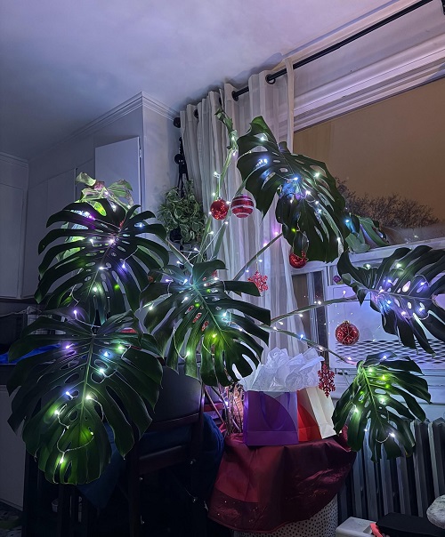 Monstera plant with lights 2