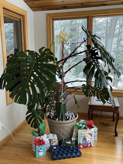 Monstera plant with lights 3