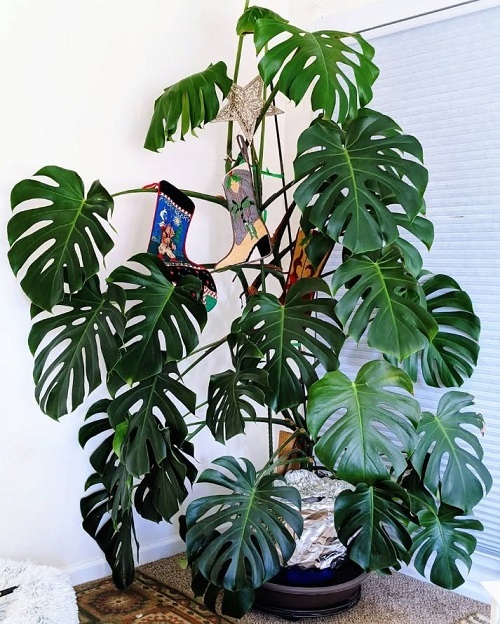 Monstera plant with lights 4