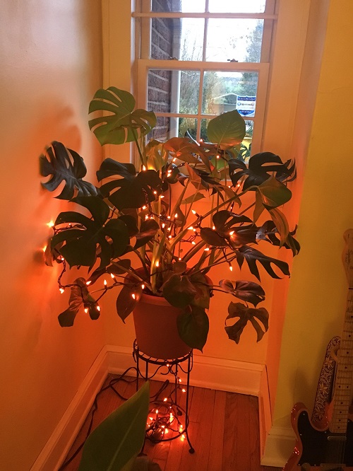 Monstera plant with lights 5