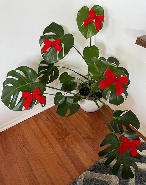 Monstera plant