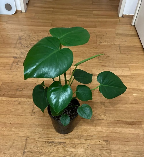 young Monstera plant