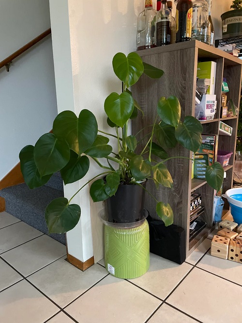 Why Is My Monstera Growing Leaves Without Holes?