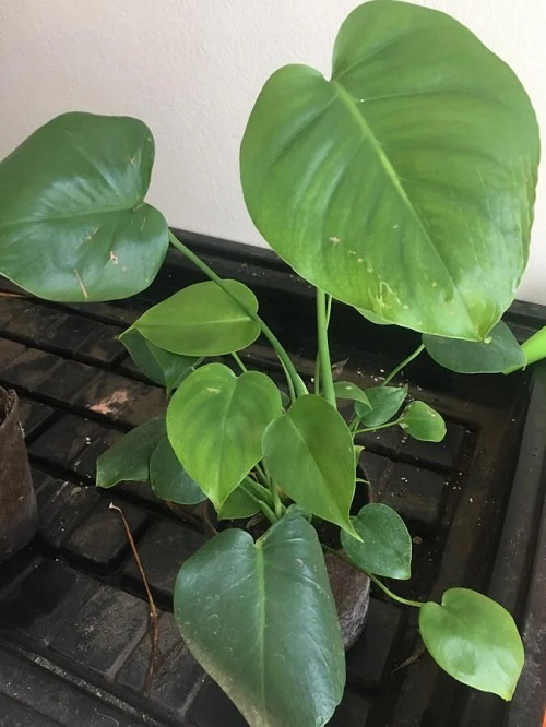 young Monstera plant