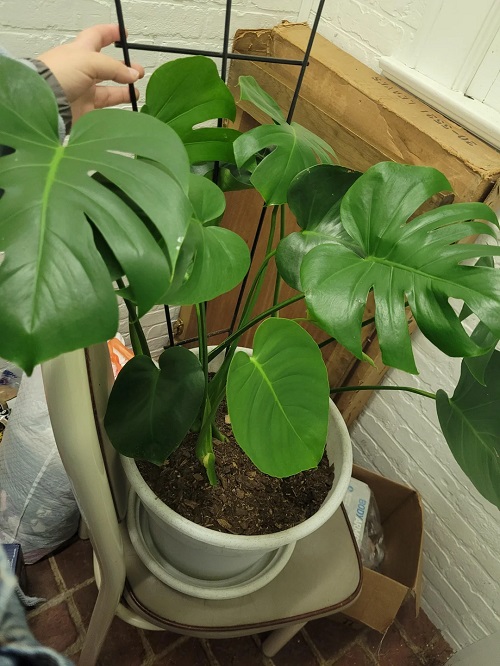 Monstera Growing Leaves 