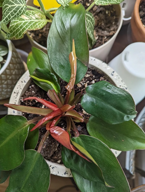 Why Are New Philodendron Leaves Not Unfurling