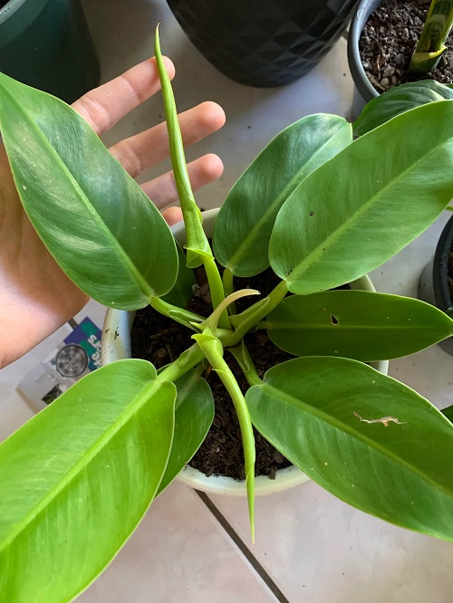 The cataphyll itself may be the problem