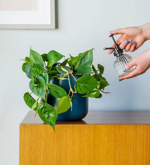 Philodendron fertilizer