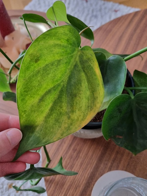 Philodendron thrips 