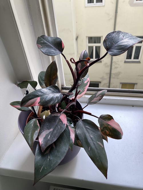 Philodendron near window
