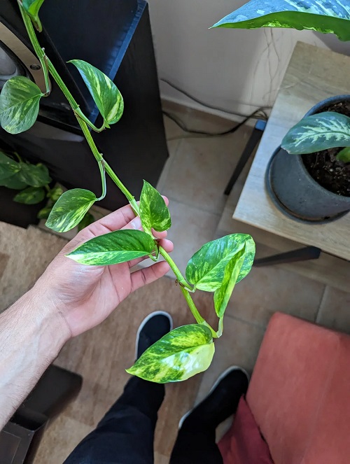Why Are Your Pothos Leaves Getting Smaller? 4 Things to Check