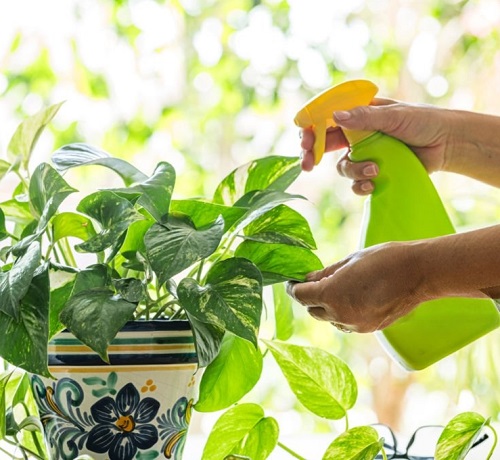 pothos fertilizer