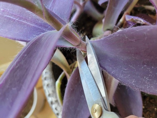 pruning indoor plant