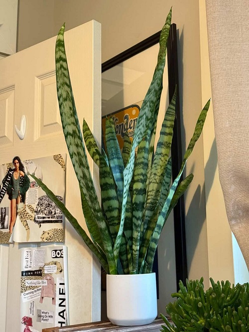 Can a Snake Plant Outgrow Its Pot Without Looking Rootbound?