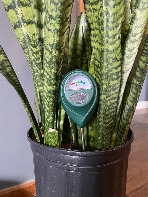 Snake Plant soil moisture meter