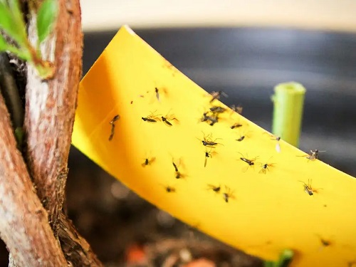 Yellow sticky traps 