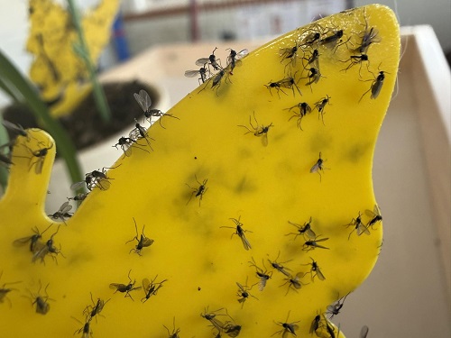 yellow sticky traps