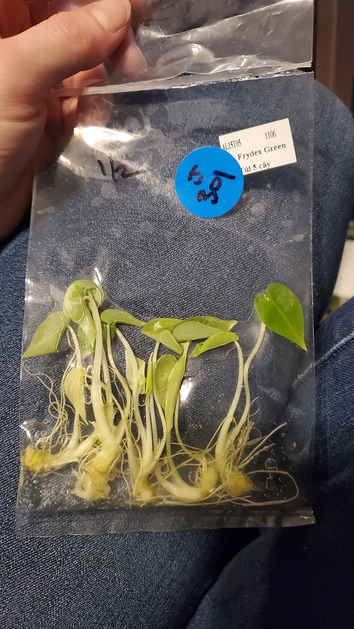 Tissue Culture Plant Care