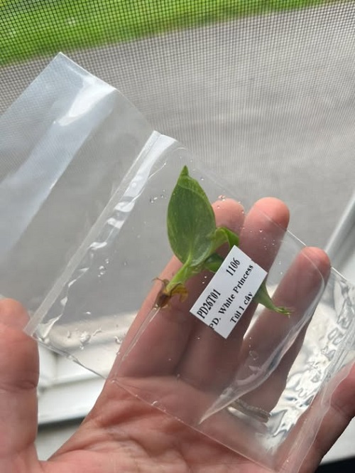 Tissue Culture Plant Care After Purchase: What to Do in the First 30 Days