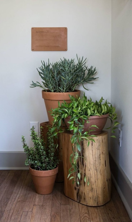 indoor plants