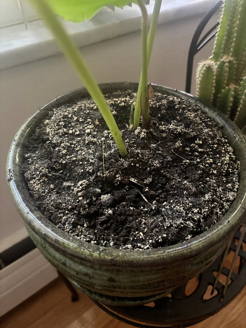 White Crust in our Houseplant Soil
