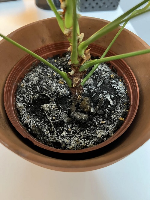 What Is That White Crust on Your Houseplant Soil—and Should You Worry?