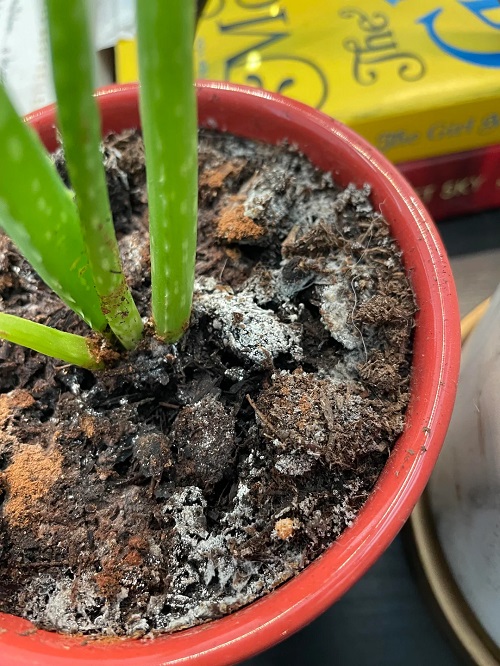 White Crust on Your indoor plants