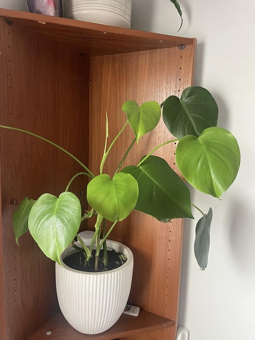 monstera small leaves