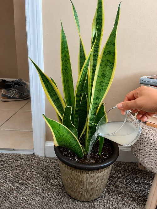 fertilizer indoor plants