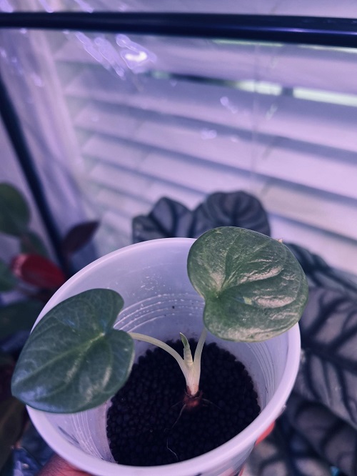 alocasia silver dragon Propagation