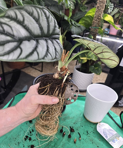 alocasia silver dragon Repotting