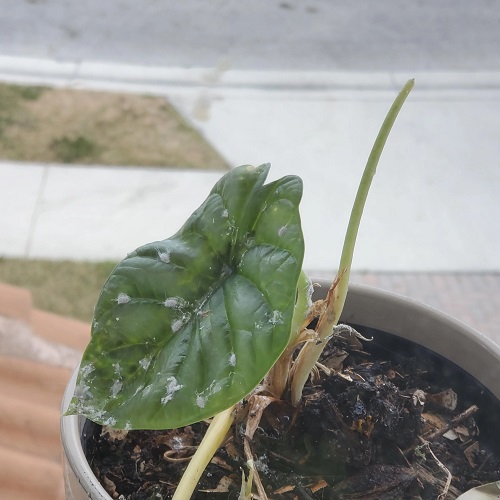 alocasia silver dragon pests