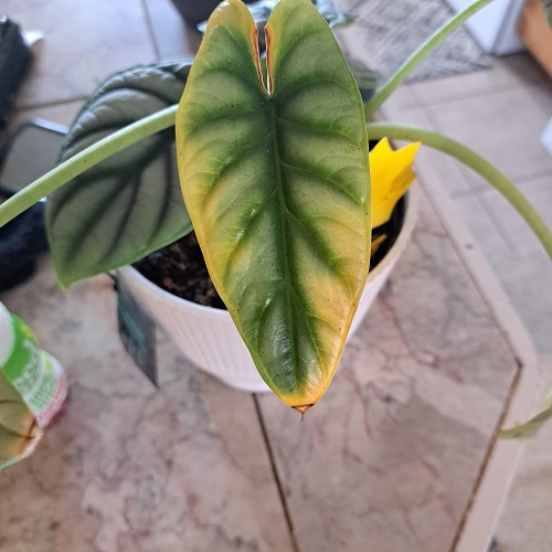 alocasia silver dragon yellow leaves