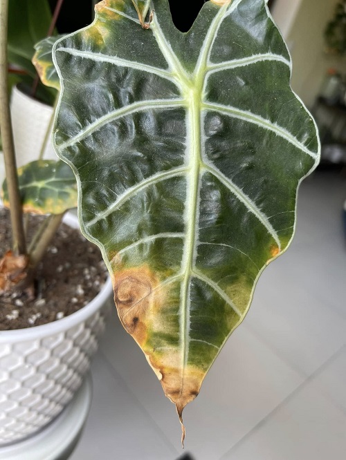 alocasia yellow leaves