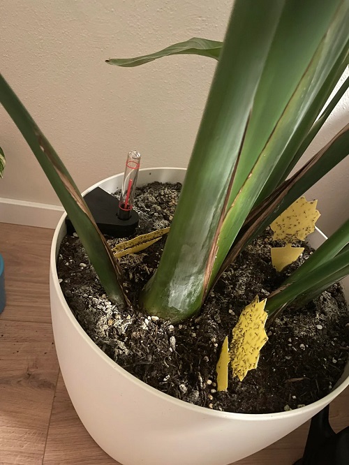 Fungus Gnats and Our Potted Plants