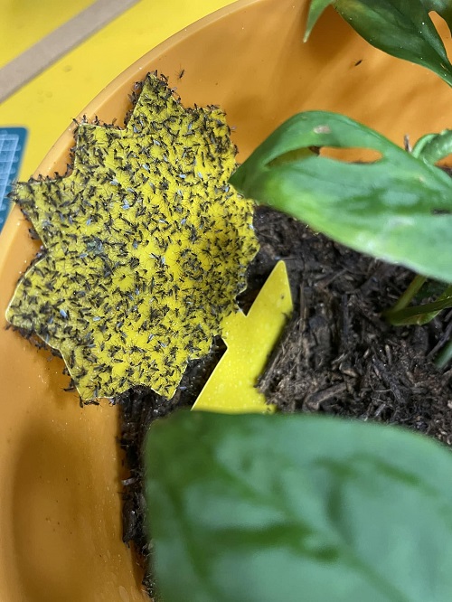 Tiny Black Flies Coming Out of Your Plant Soil? Here's What's Really Happening