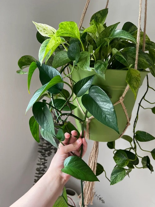 pothos plants
