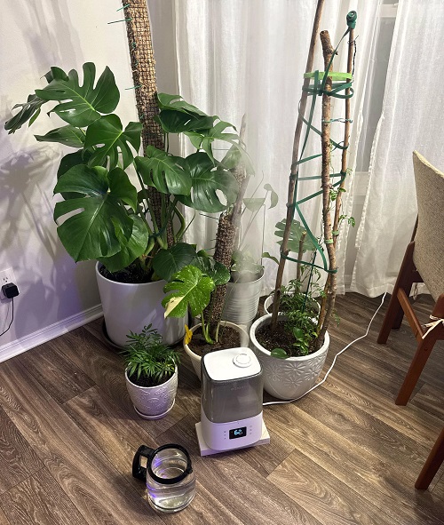 monstera plant